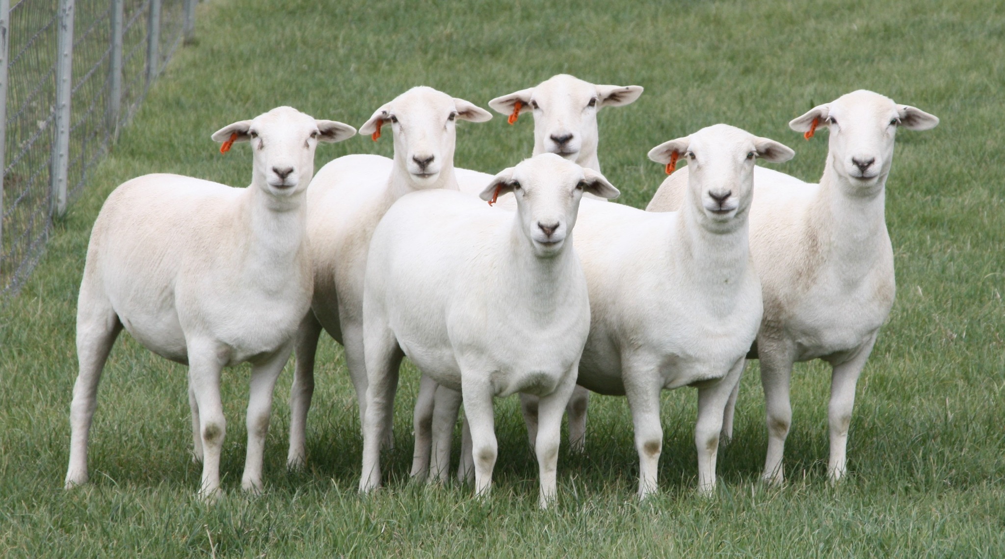 Question of the day: When is your... - Peace Valley Farms | Facebook