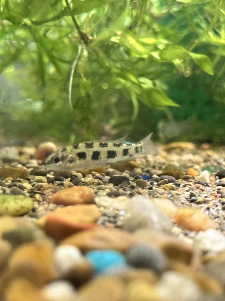 Fish - Checkerboard Cichlids: Peaceful and Stunning! 🐠 Checkerboard ...
