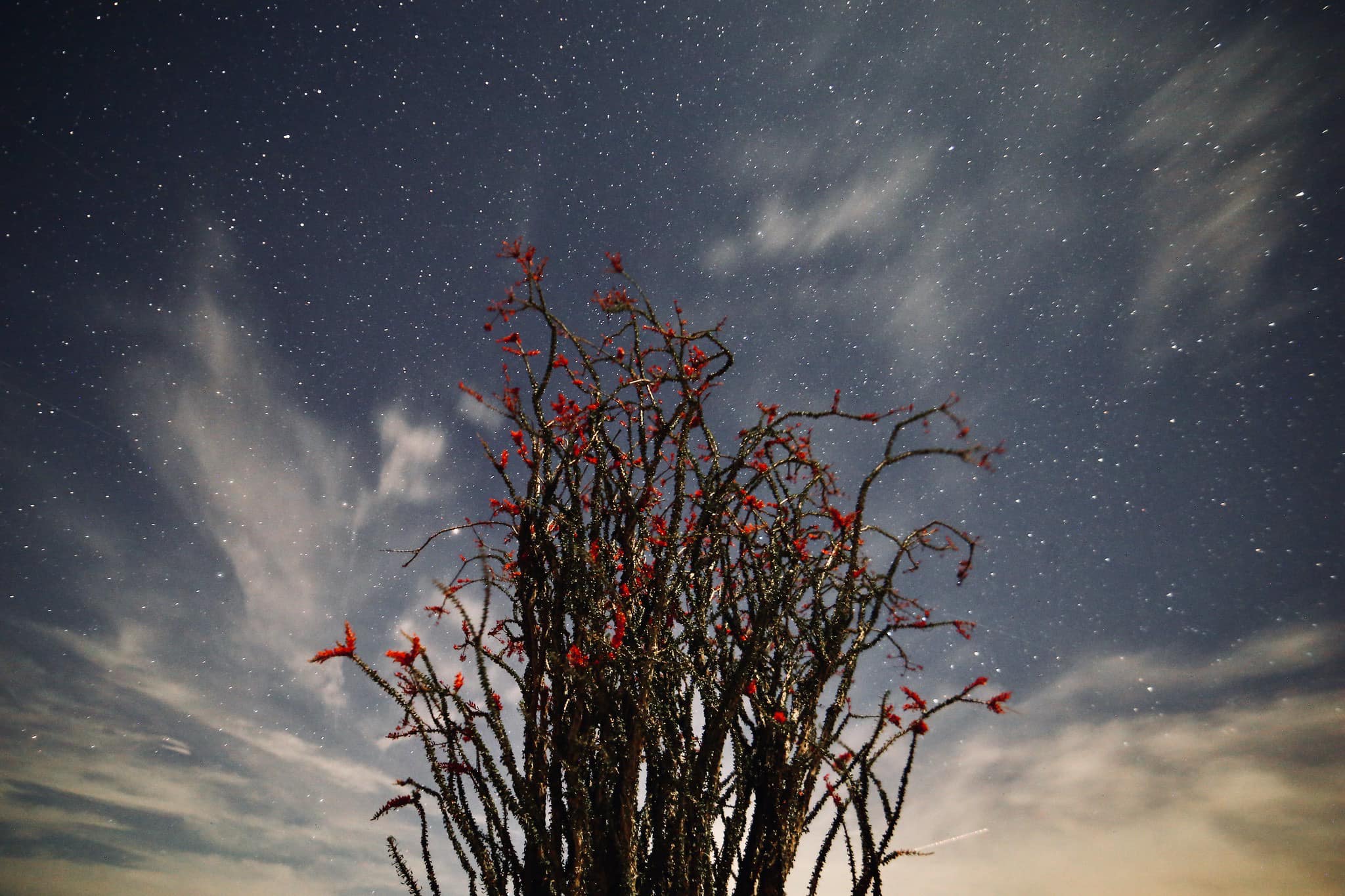Joshua Tree National Park Association - What's your favorite plant in ...