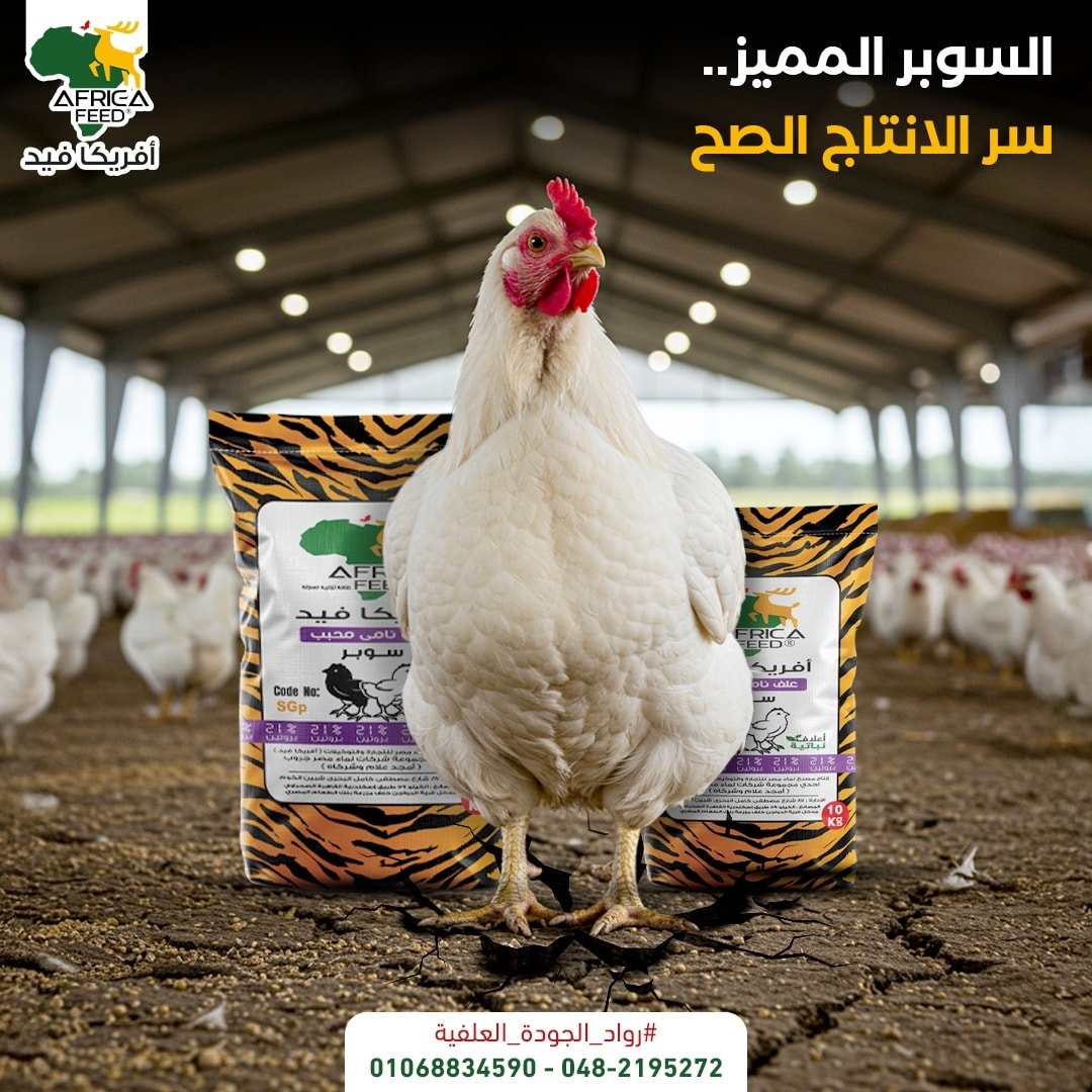 أفريكا فيد-Africa Feed