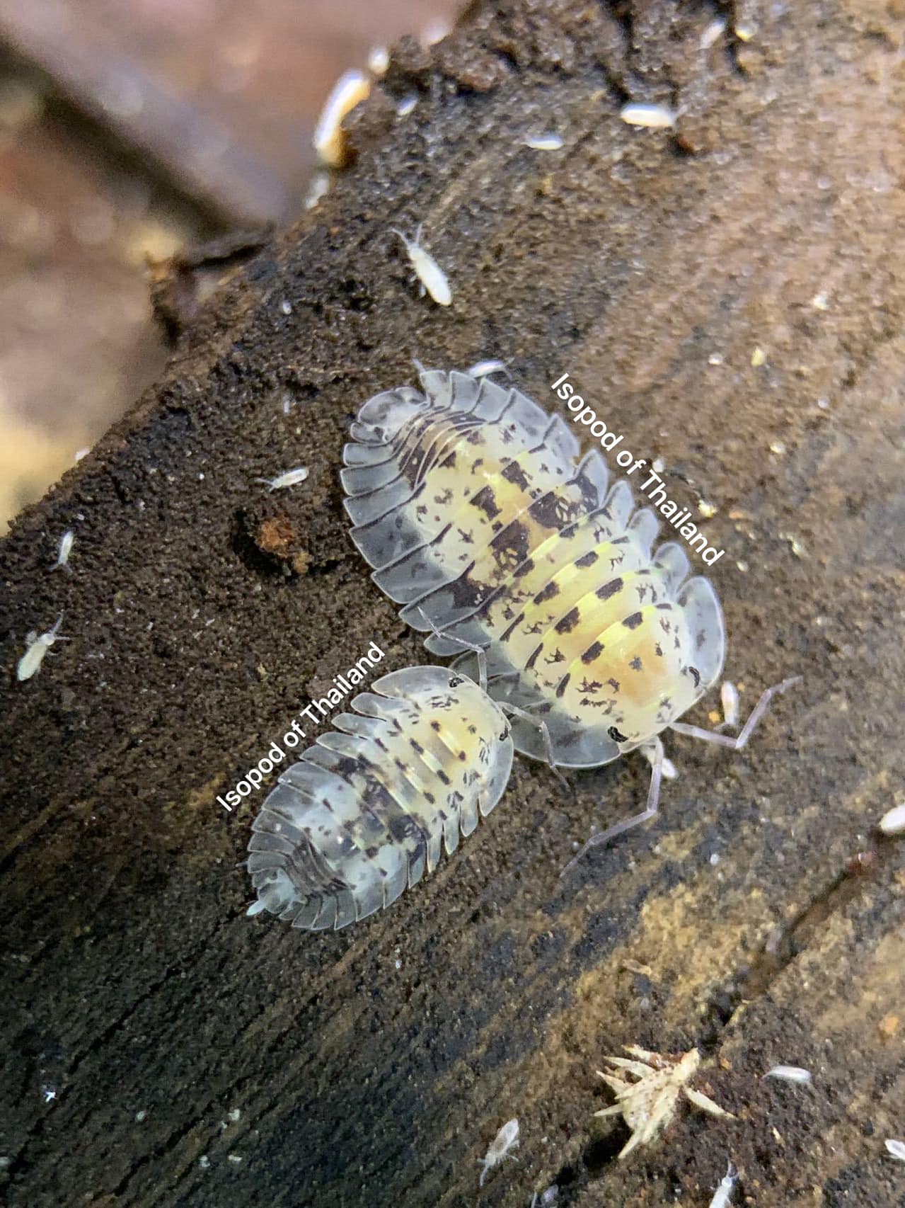 Isopod of Thailand - Cubaris Yellow dust 🥎 #cubaris #cubarisyellowdust ...