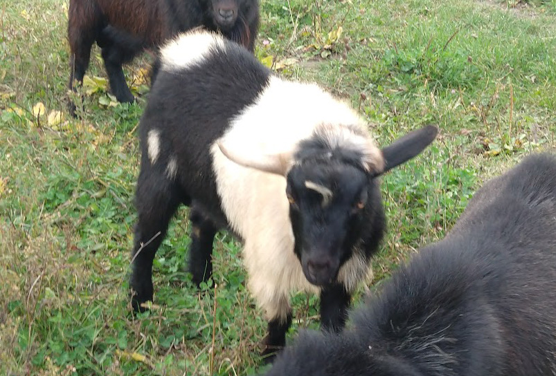 Twin Acres Goats | Joy IL