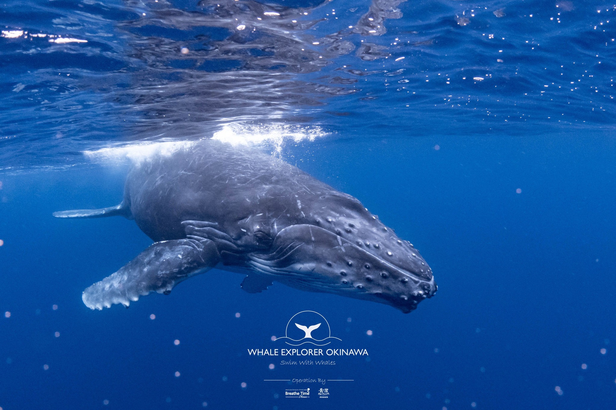 Whale Explorer Okinawa 沖繩與鯨共游 | Ginowan-shi Okinawa