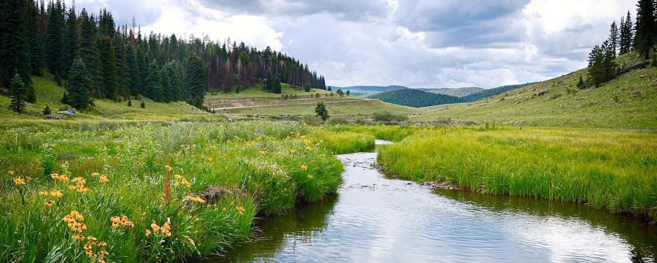 Elk Country Realty | Springerville AZ