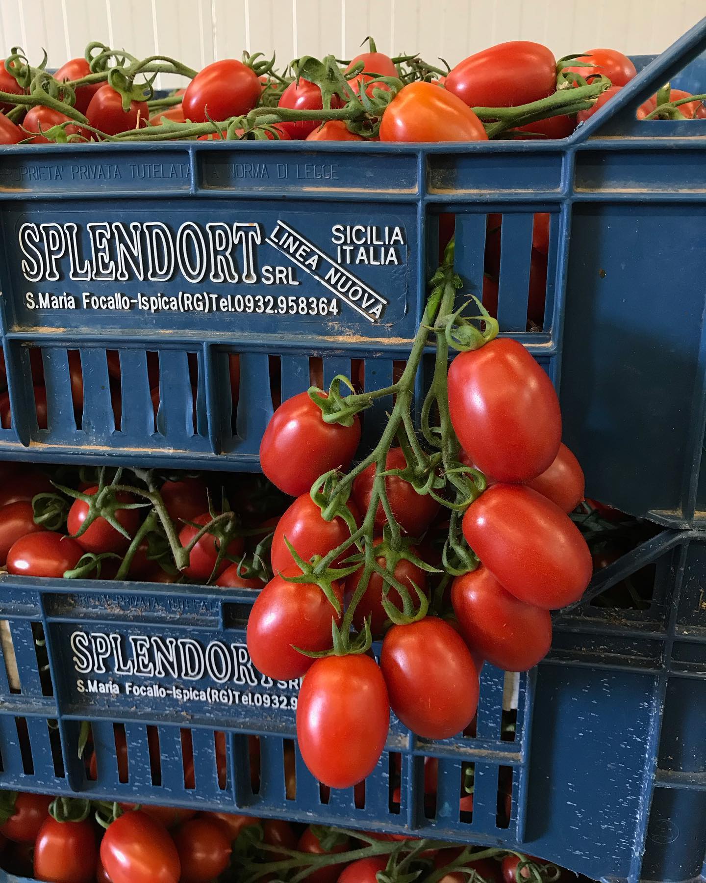 Effemme FRUIT SRL - Pomodoro Pixel.... #ispica #ragusa # ...