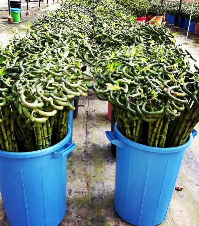 Planters Company | Riyadh