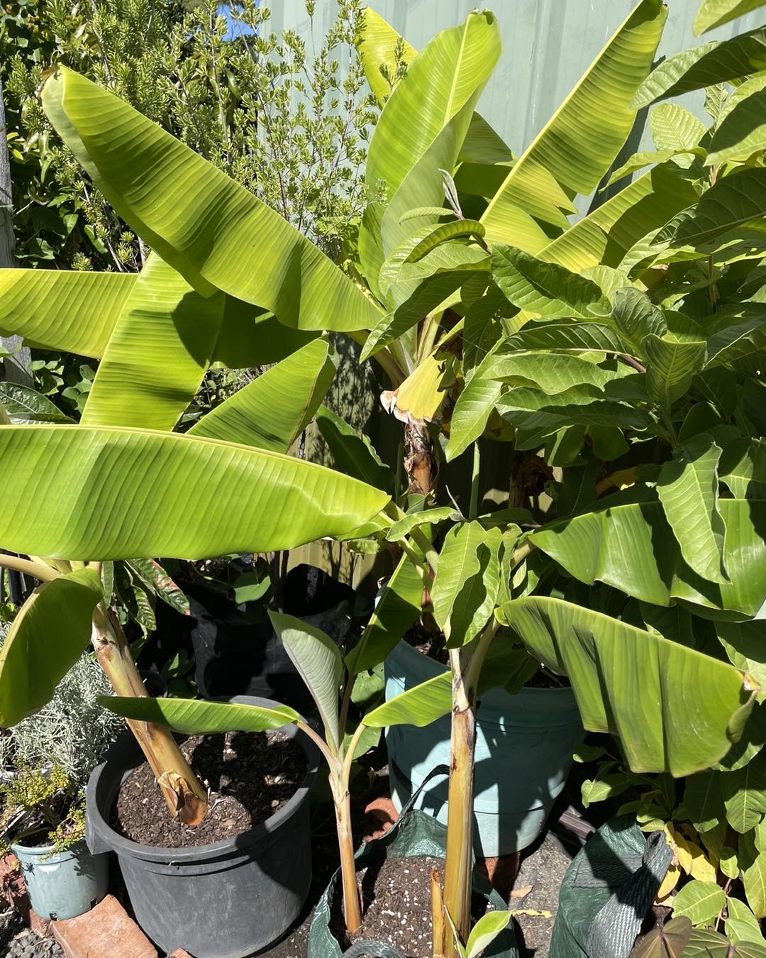 Owys garden - Threeeee bananananana trees available!!...