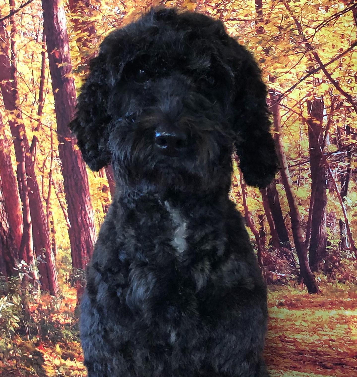 Nala #cockapoo kommer regelbundet vart... - Chottans Hundtrim