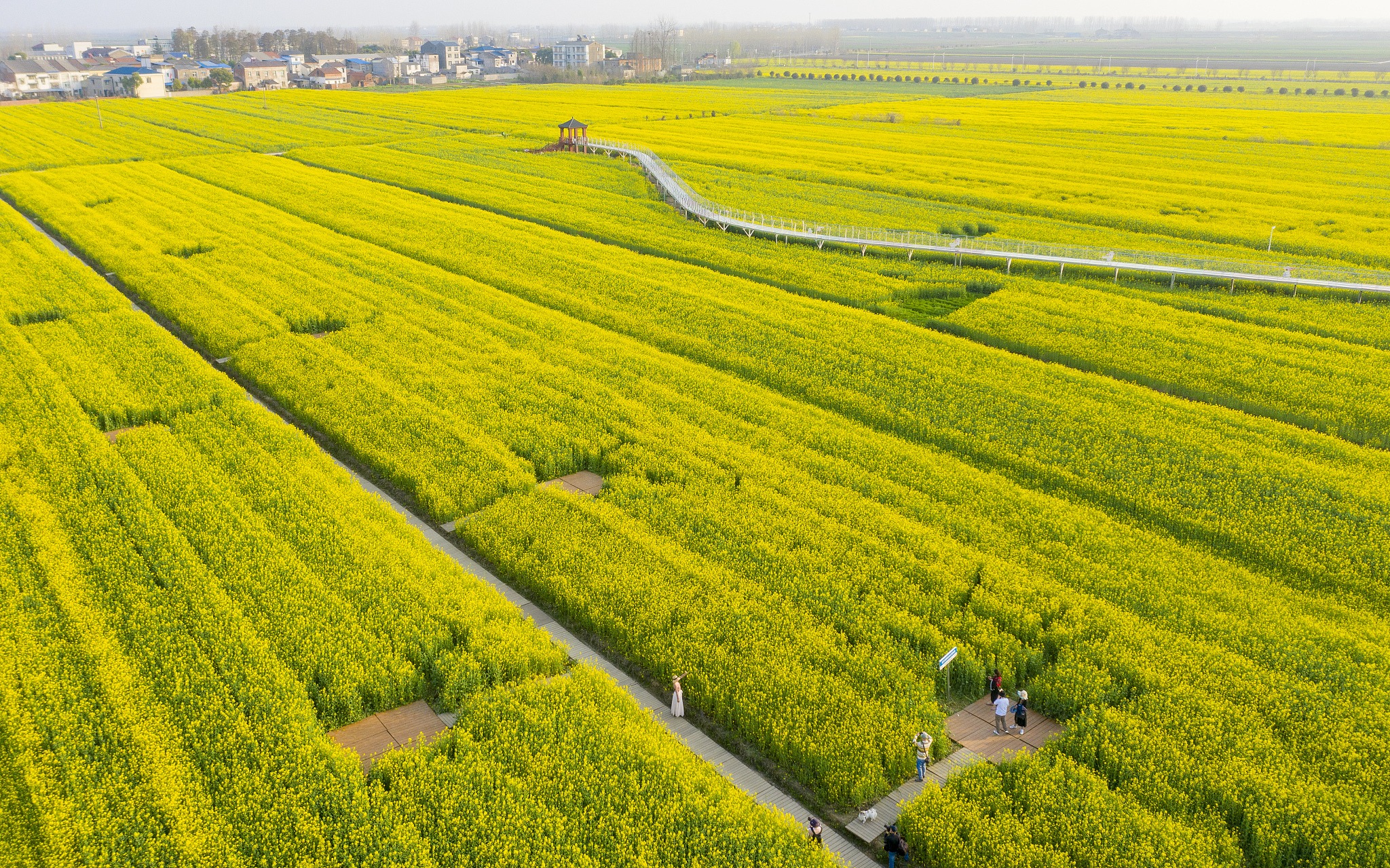 🌻🌻🌻Besides the #cherryblossom, the golden rape flower is also a