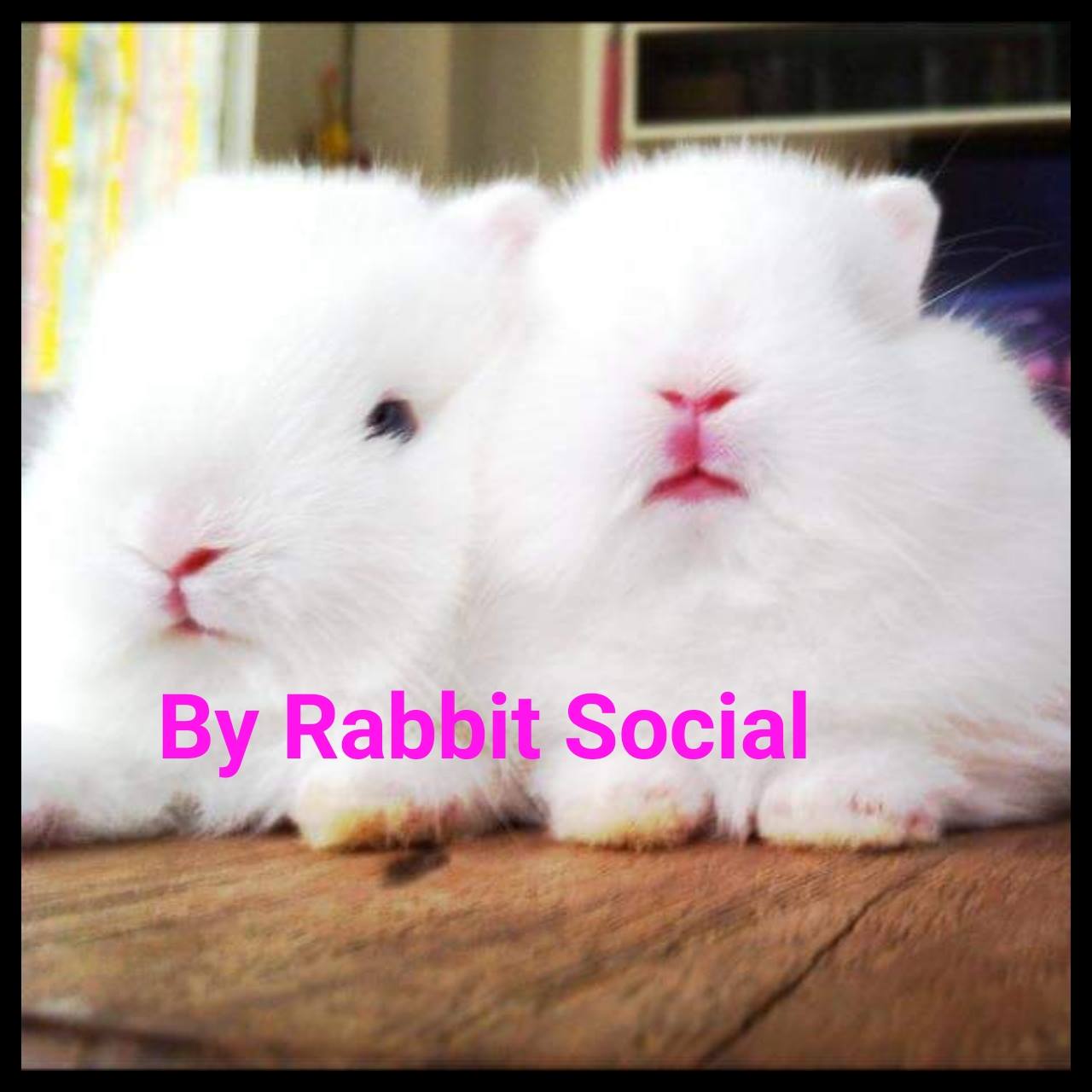 Rabbit Social