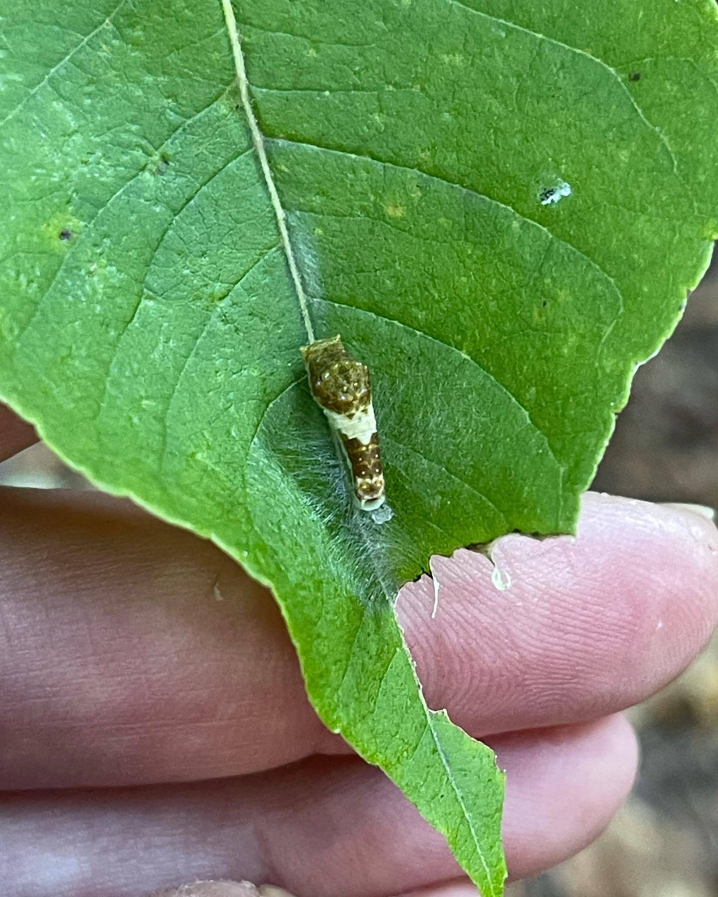 Finally finding my favorite... - KMS Native Plants, LLC | Facebook