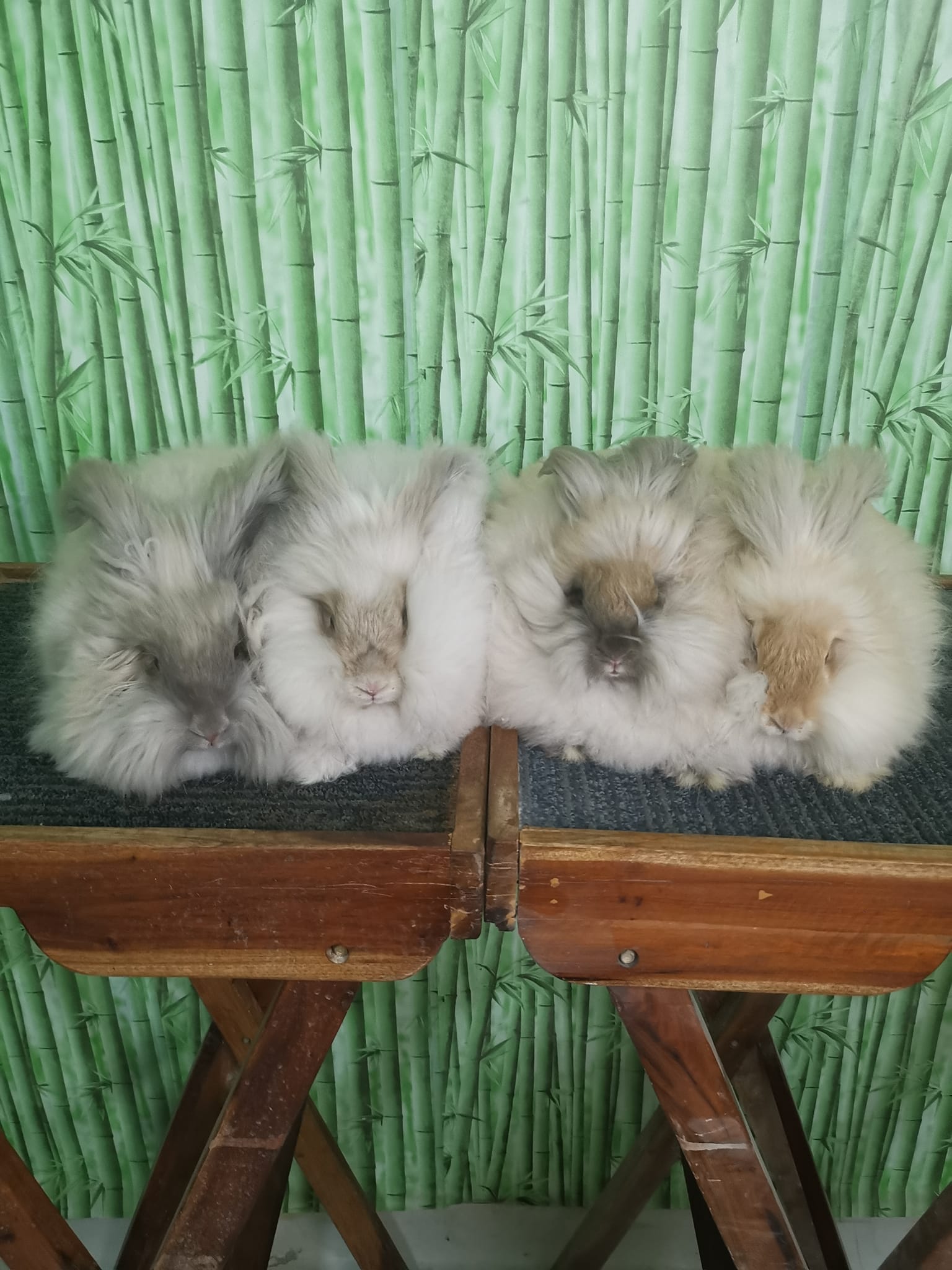 Angora Rabbits Philippine Connection