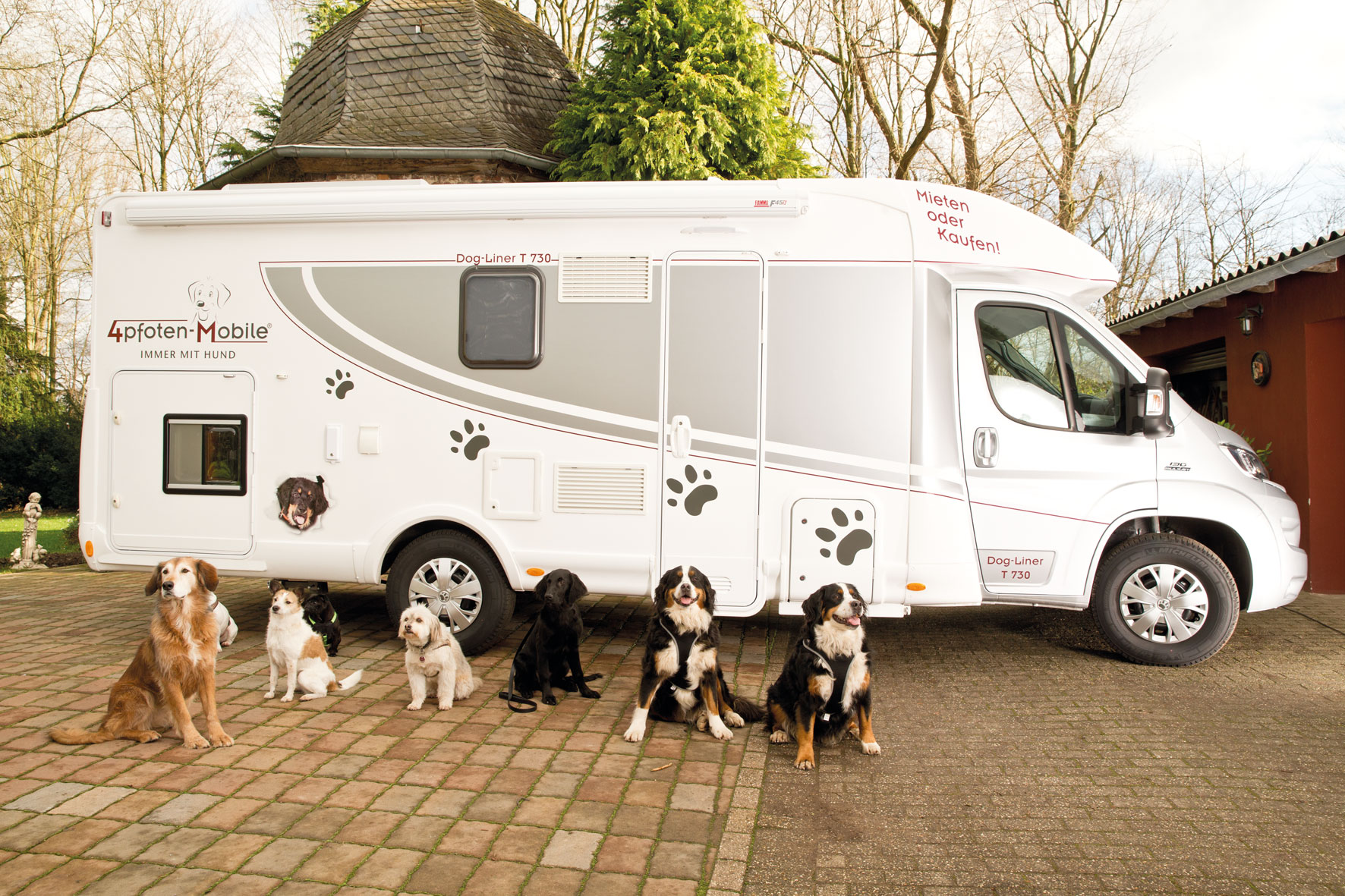 Dog Liner Gebraucht Kaufennull