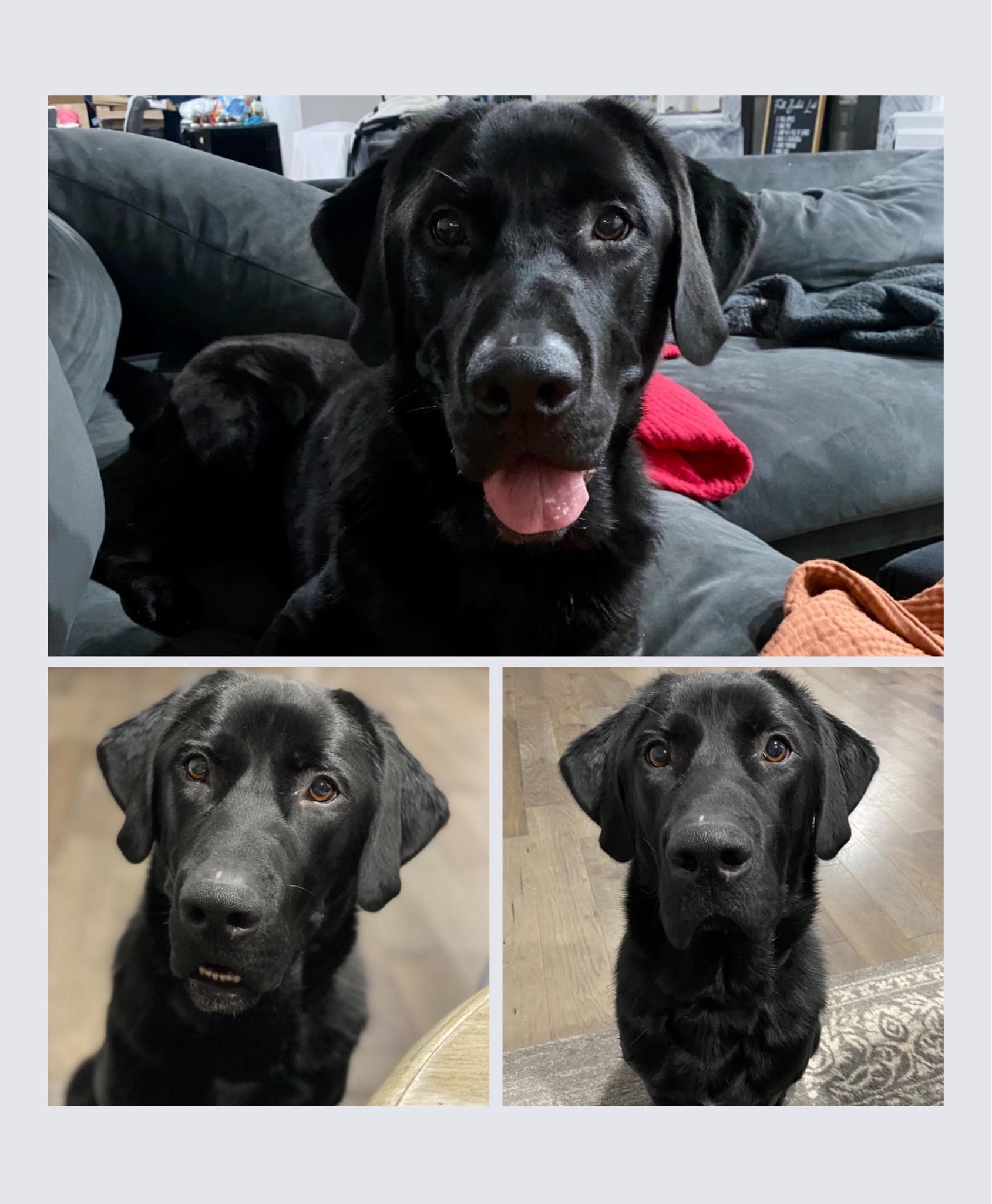 🖤 Max 🖤 ‼️ ADOPTED ‼️ Max is about... - Heartland Lab Rescue