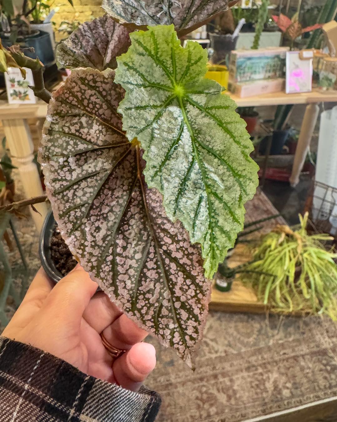 Introducing Begonia 'Lamoon' at Steve's Leaves