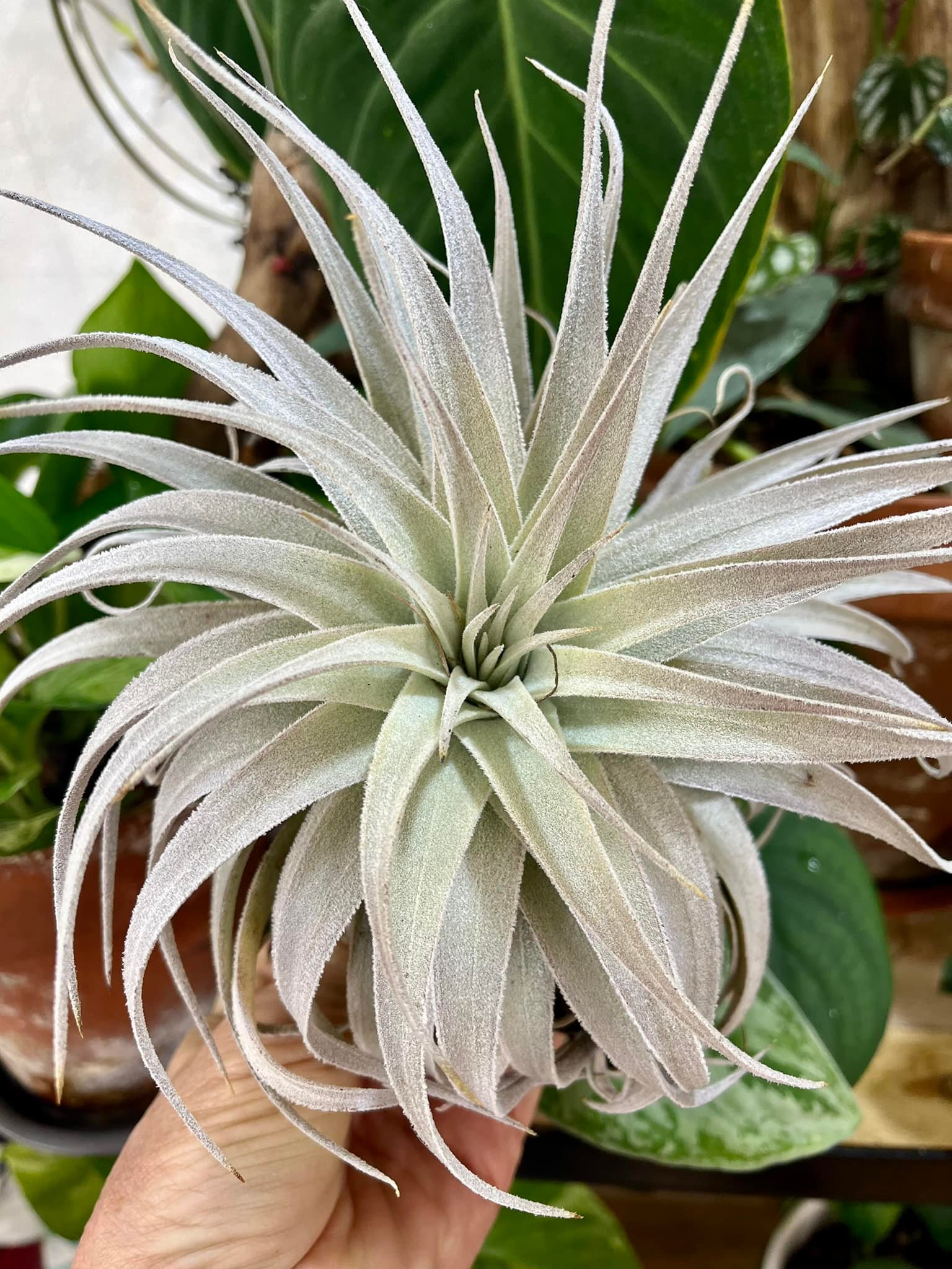 An absolutely exquisite specimen- Gardneri var Rupicola ?
