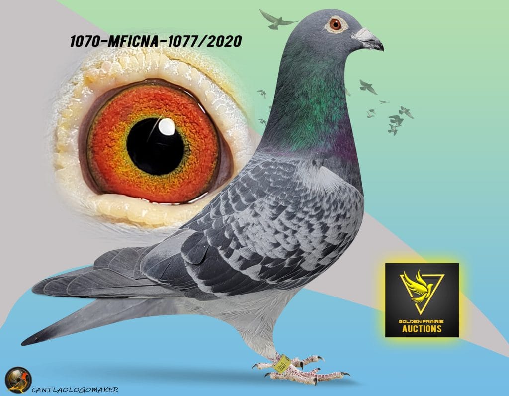 Saskatchewan and Central Canada Racing Pigeons | Rockglen SK