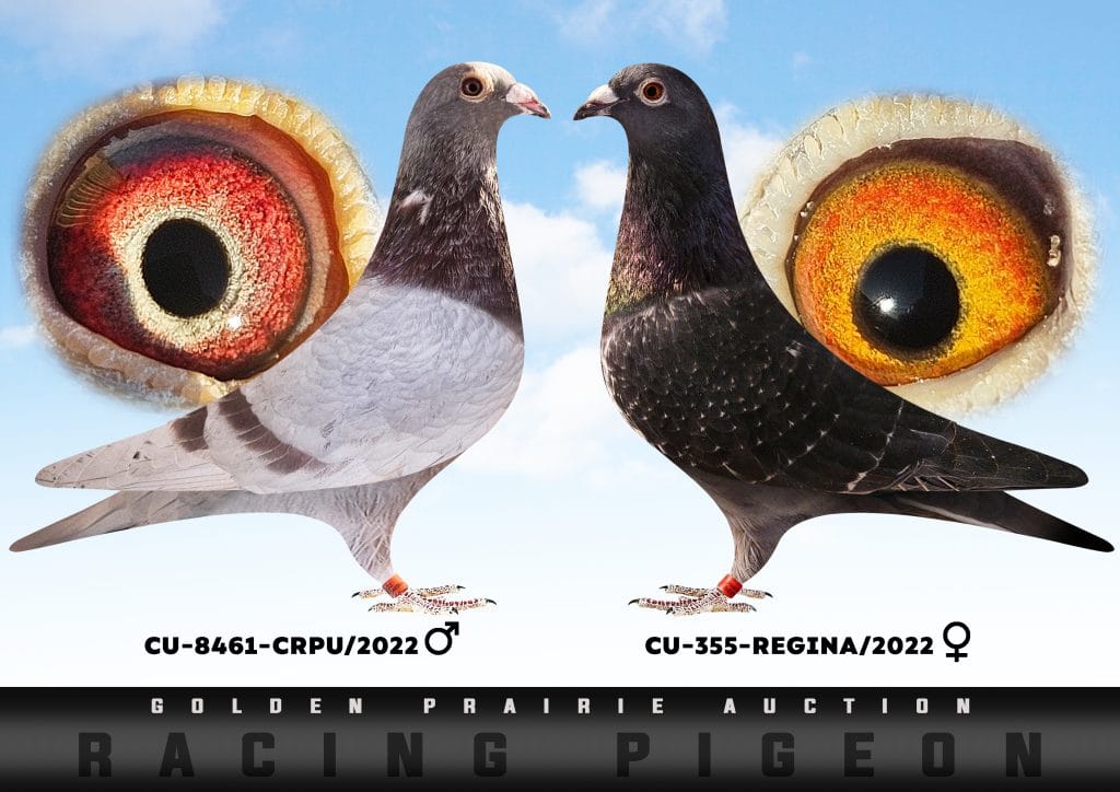 Saskatchewan and Central Canada Racing Pigeons | Rockglen SK