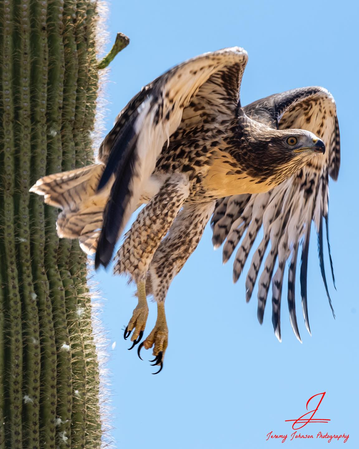 Check out these fancy “Hawk... - Jeremy Johnson Photography