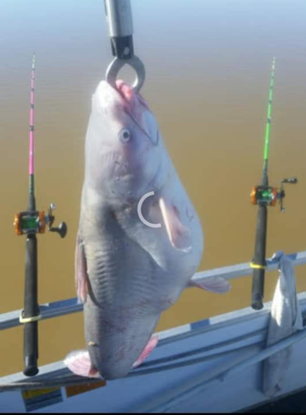 cat hooked himself with fishing lures XFISHMAN Catfish-Rig-for-Bank-Fishing-Catfishing-Tackle-Floats-with-Rattler-Santee Cooper Rig Equipment(Black-2.5 inch) : Sports & Outdoors Jumped on it like a