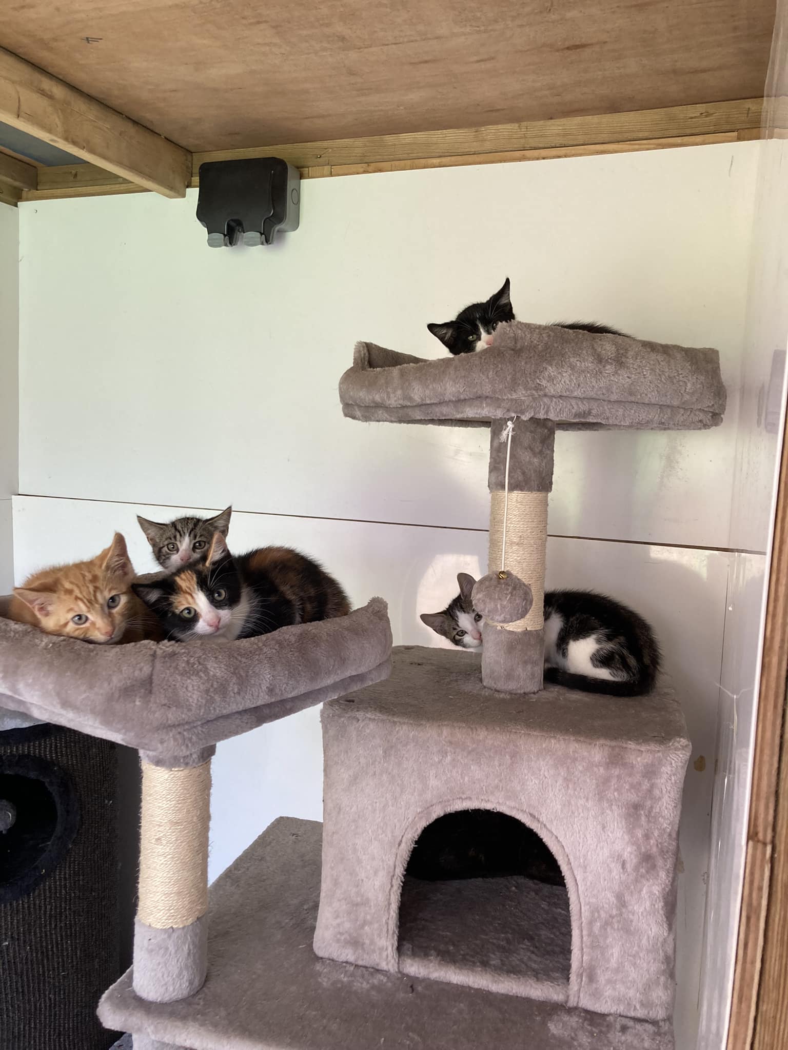 Our gorgeous Morwenna (tucked away in... - Filey Cat Rescue