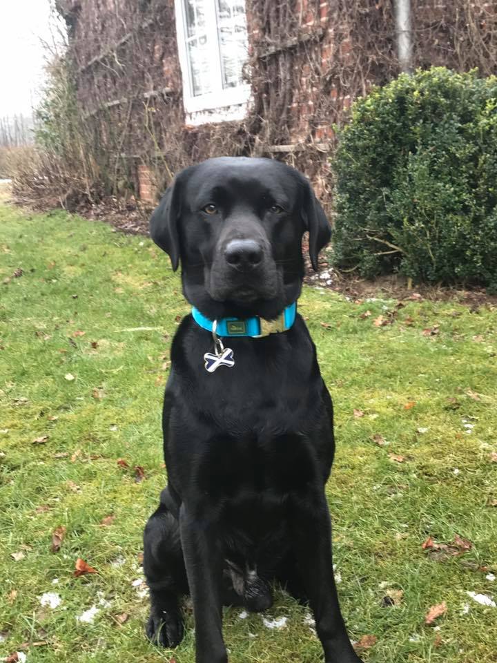 Labrador-Scott
