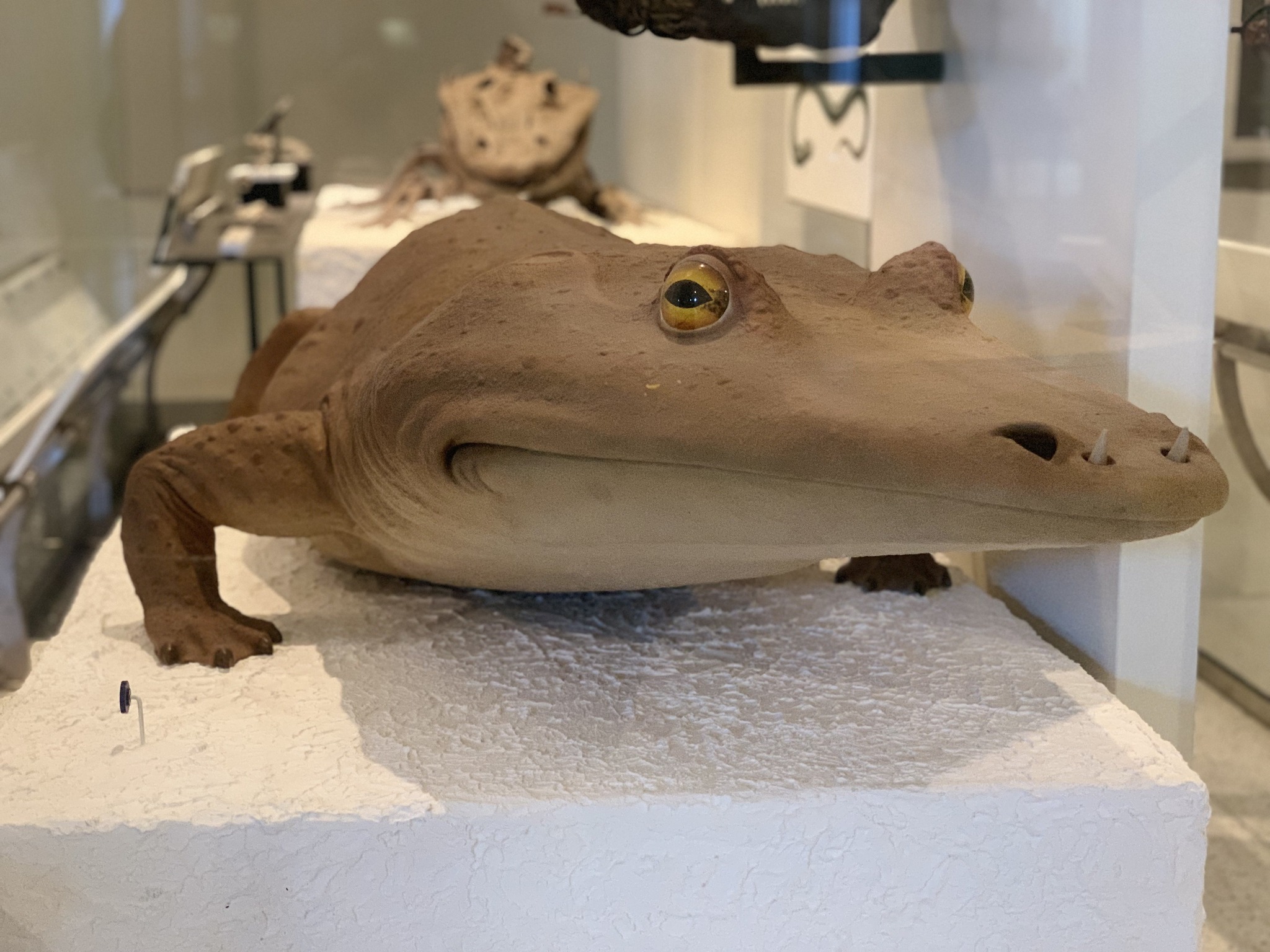 Mastodonsaurus... - American Museum of Natural History