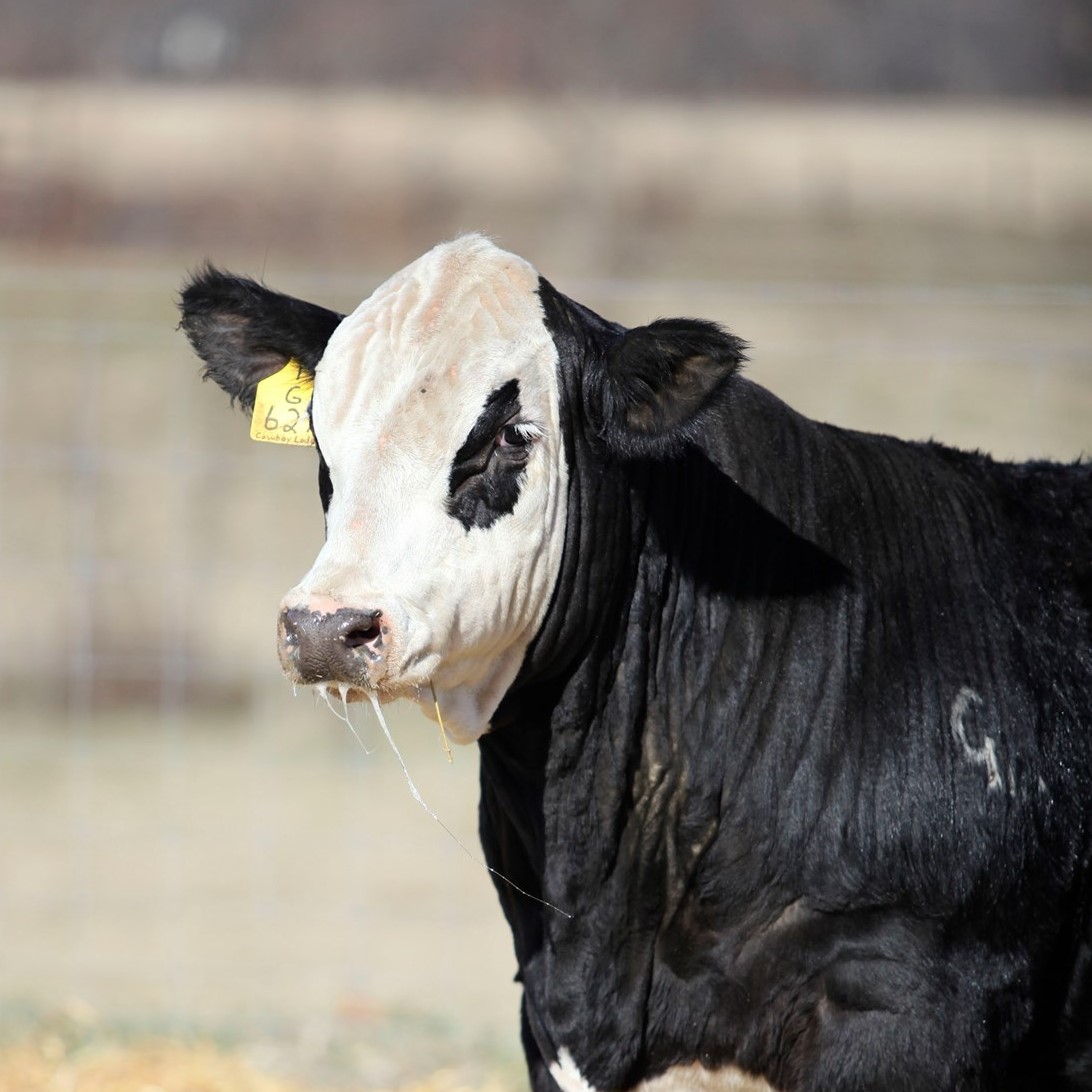 This young lady has been turning... - Clear Water Simmentals | Facebook