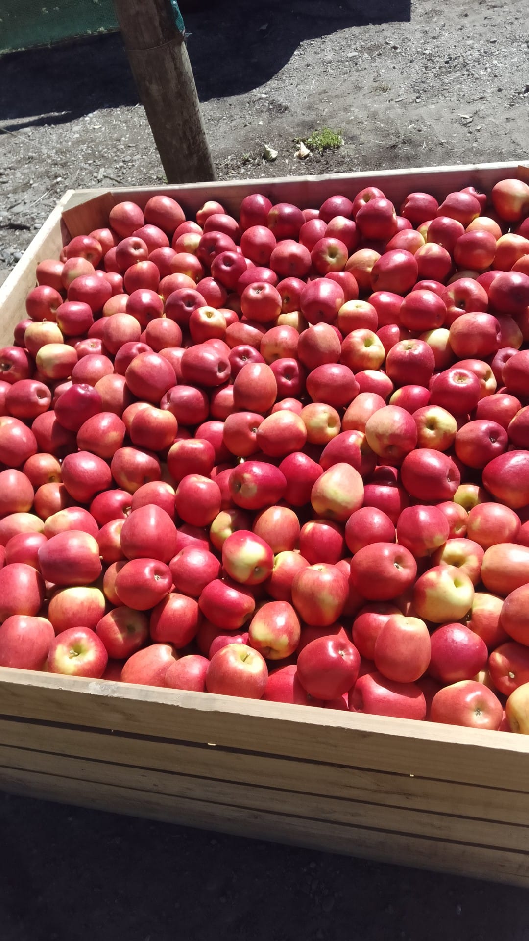 The Pines Orchard | Riwaka
