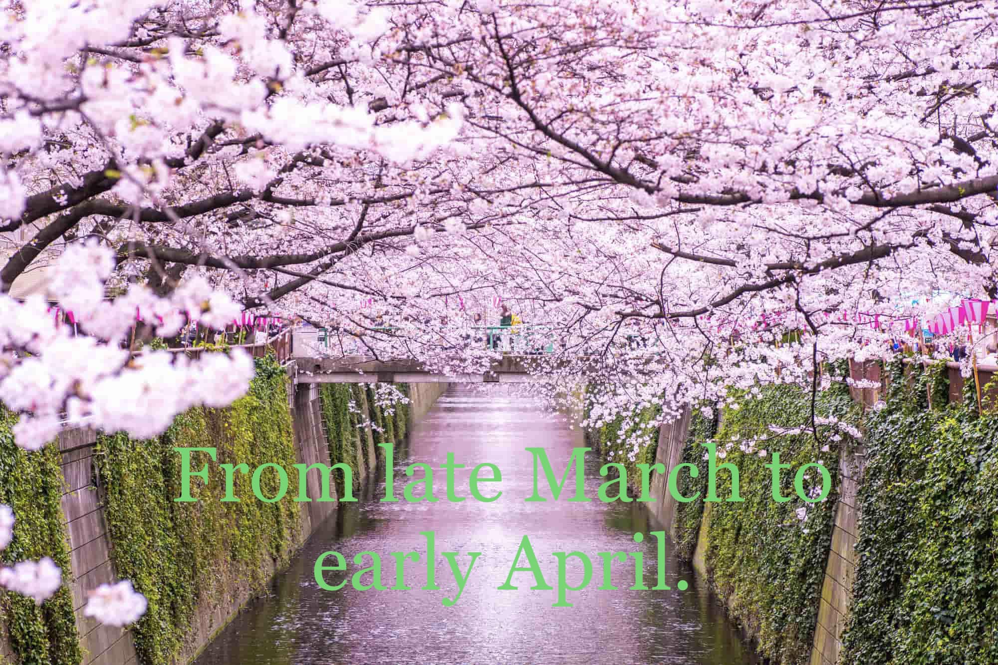 Cherry Blossom 🌸 season, Tokyo.