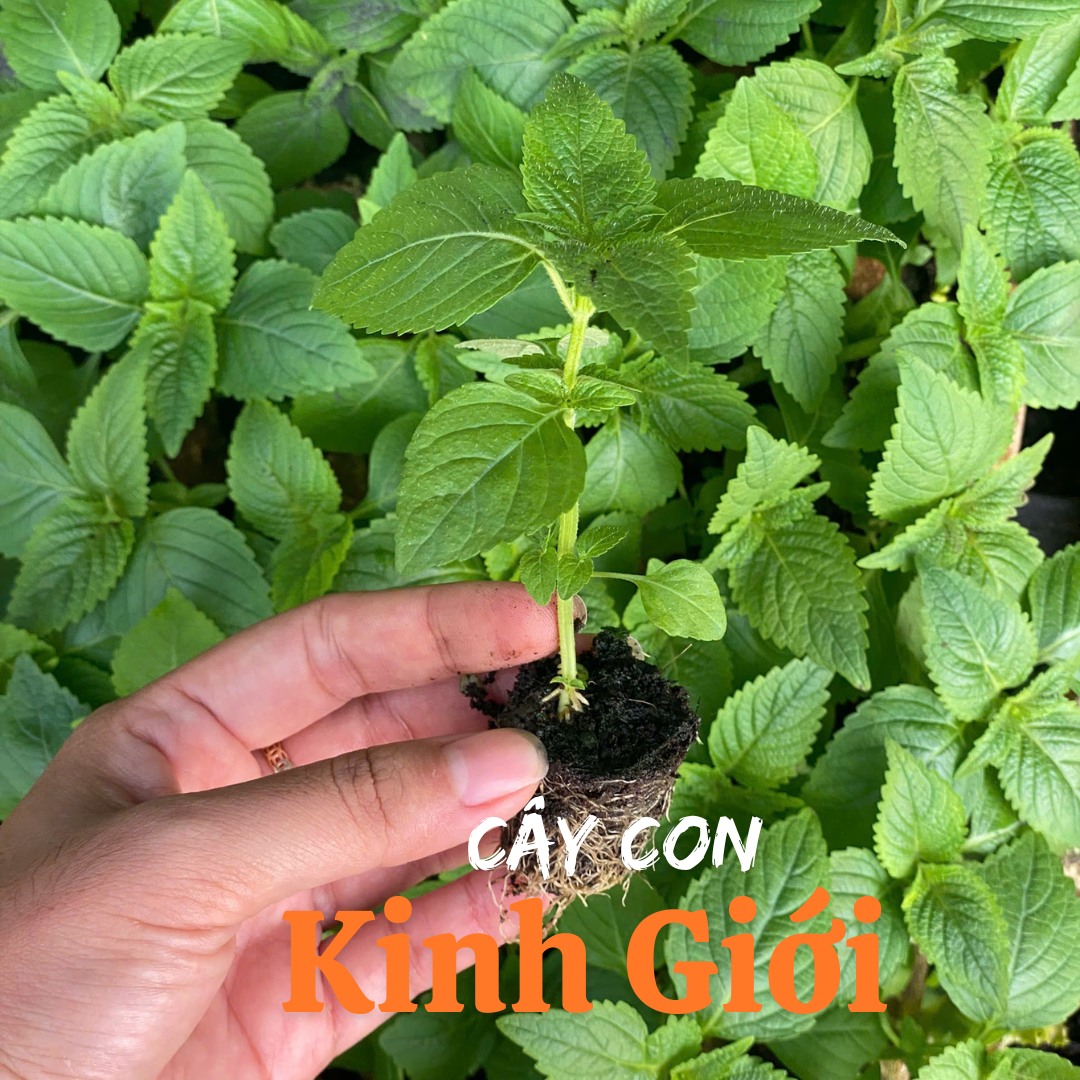 CÂY CON RAU KINH GIỚI - 25K/10 cây 〰Cây kinh giới, với mùi thơm đặc ...
