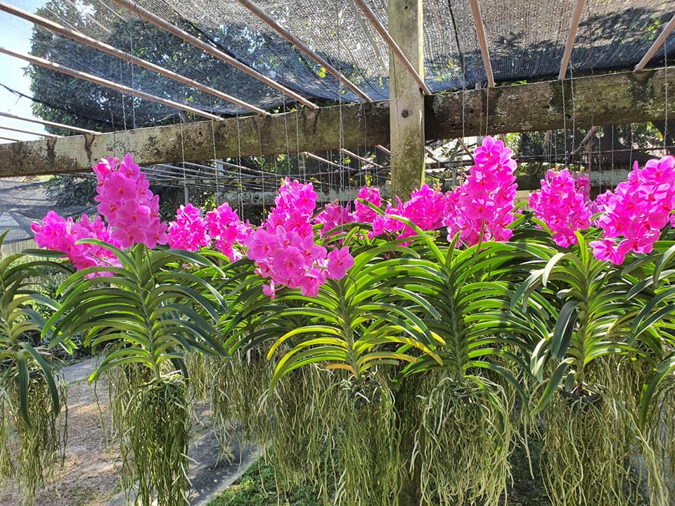 Patchara Orchid ขายปลีก-ส่งกล้วยไม้,ไม้ด่าง,ไม้มงคล
