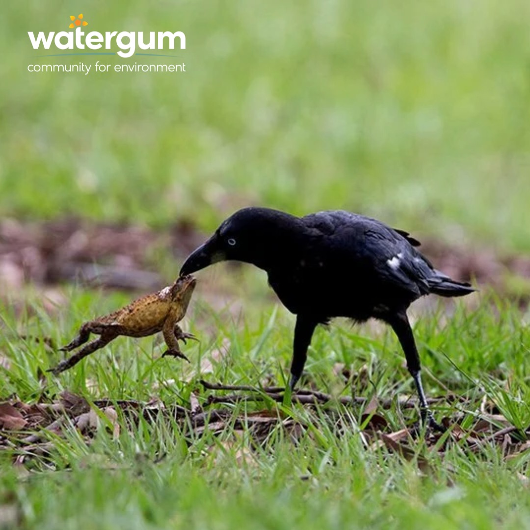 Watergum - We have already covered the Ibis and it's ability to eat ...