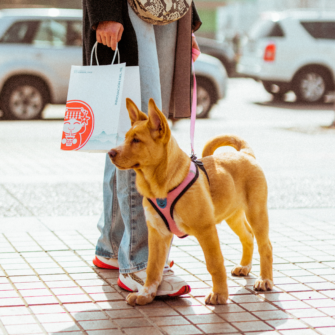 BOBIBOBI - ⚠️ ¡ATENCIÓN PET LOVERS! 🐕 ¿Sabían que todas... | Facebook