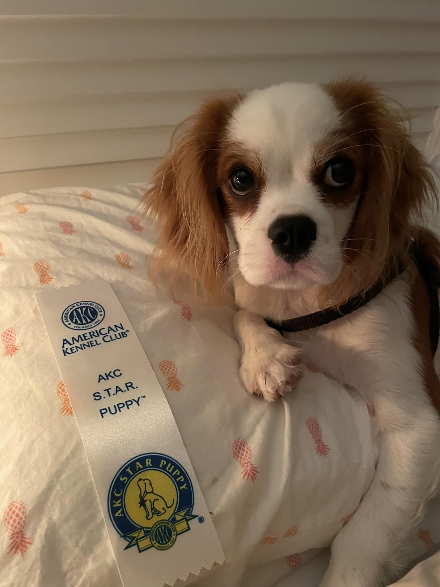 Congratulations to Sunni who earned... Diamond Valley Ranch