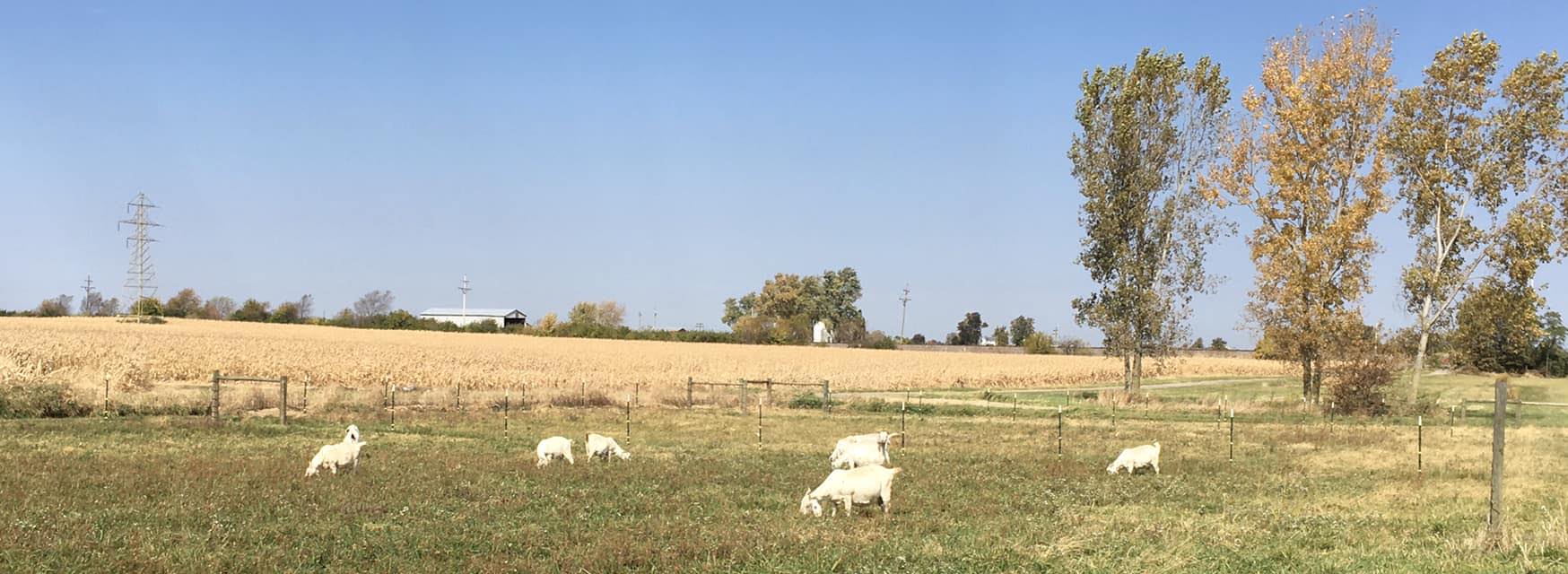Luton - Purebred Kensing Spanish at the Noelke-Wilhelm ranch in Menard ...