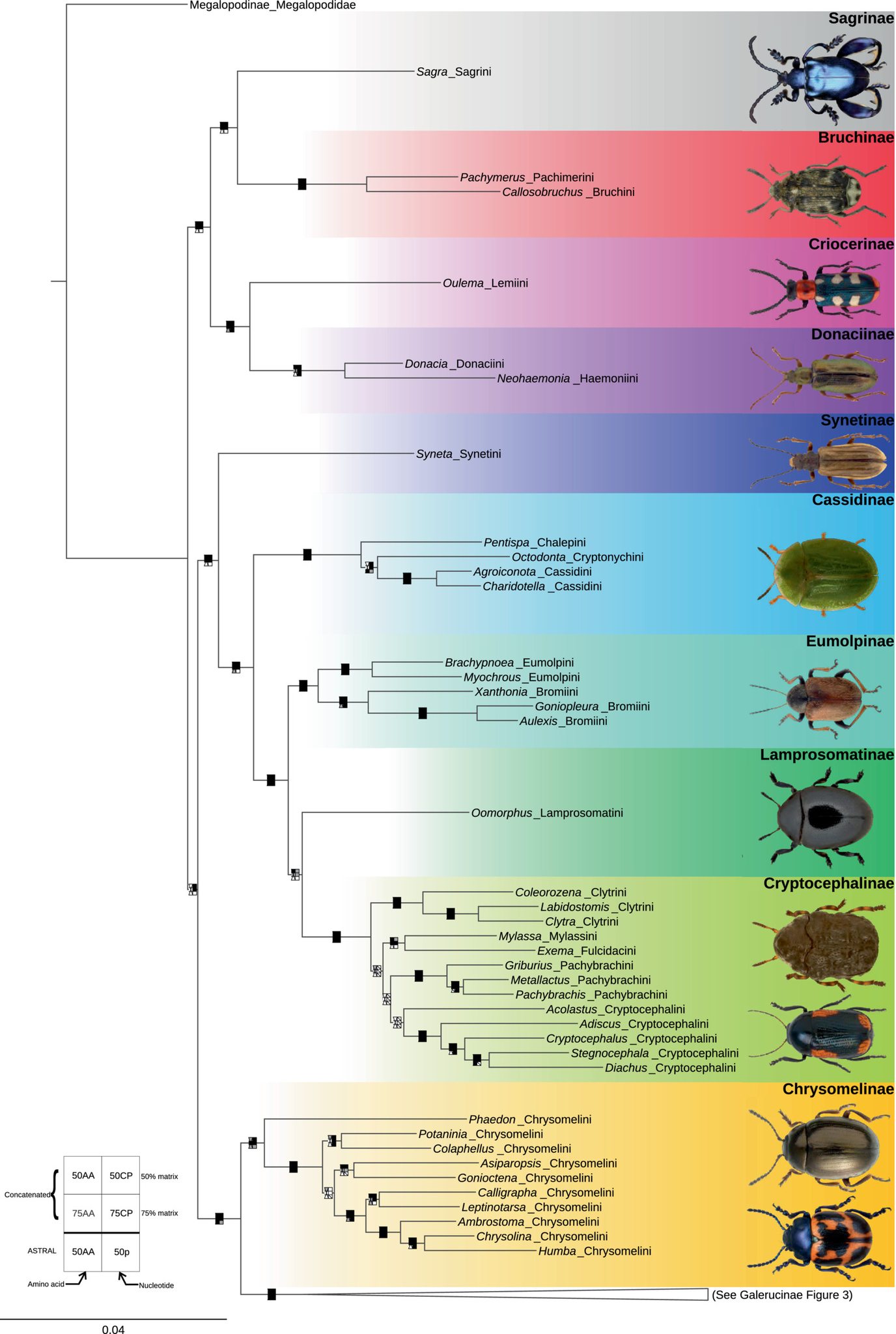 Insect - Phylogeny of the flea beetles (Galerucinae: Alticini) and the ...