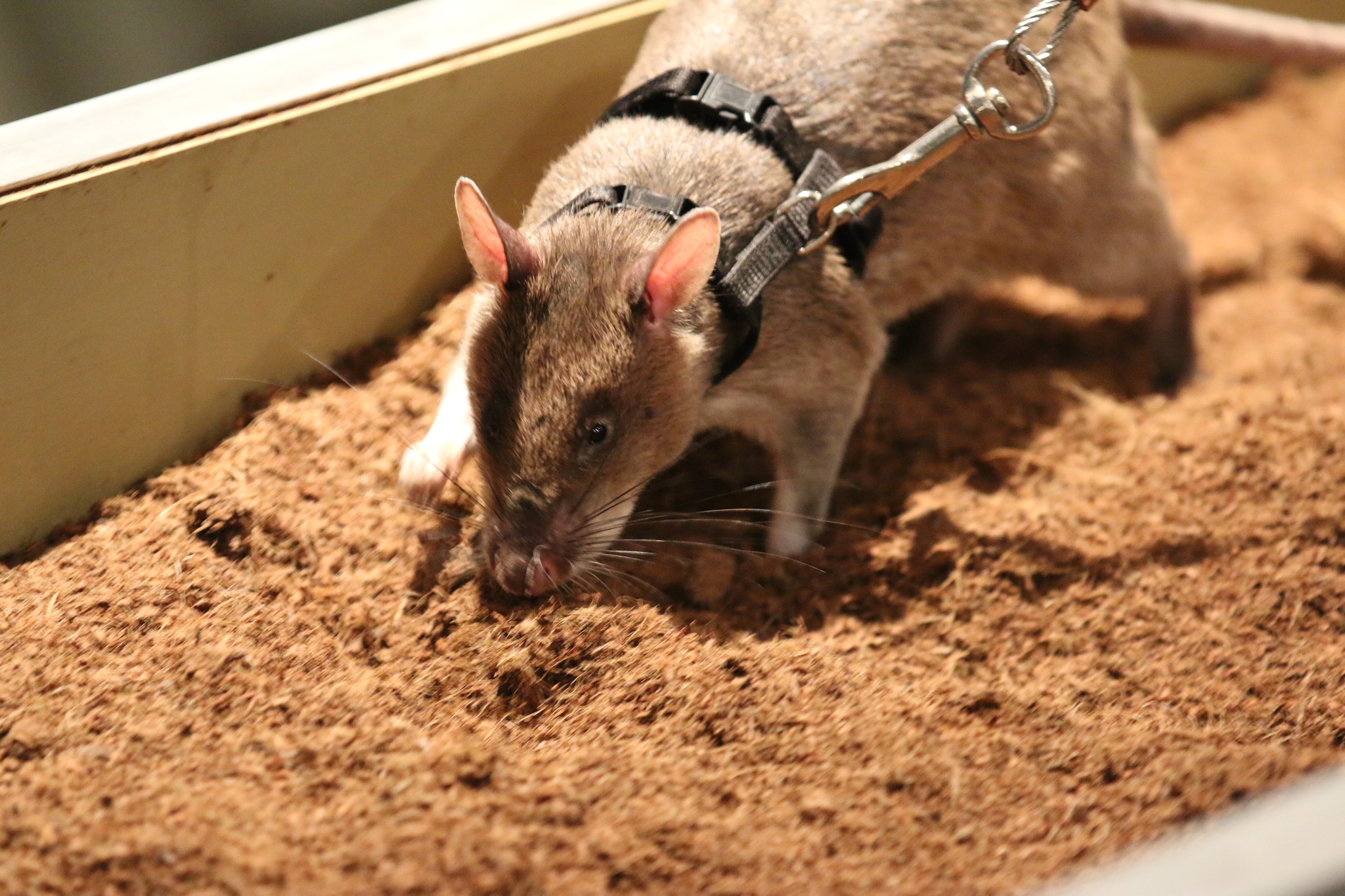 #Funfact - southern giant pouched rats... - Indianapolis Zoo | Facebook
