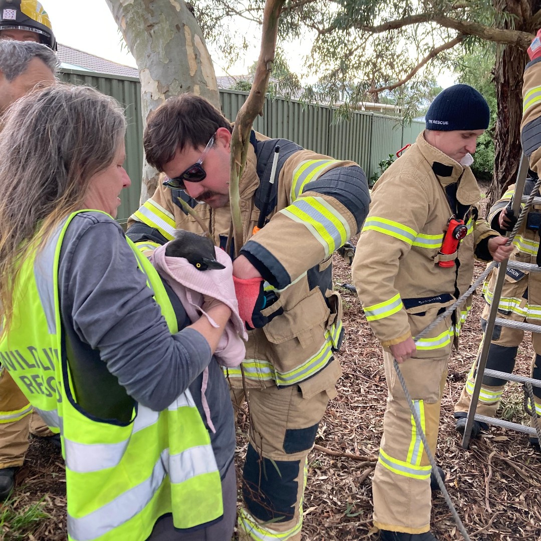 Fire - Fire Rescue Victoria crews from Ballarat City (FS 67) recently ...