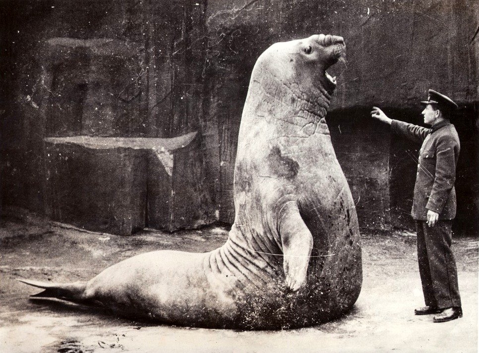 Lot De 2 Photos Originales - Construction Zoo De Vincennes 1933 - Tirage Argentique