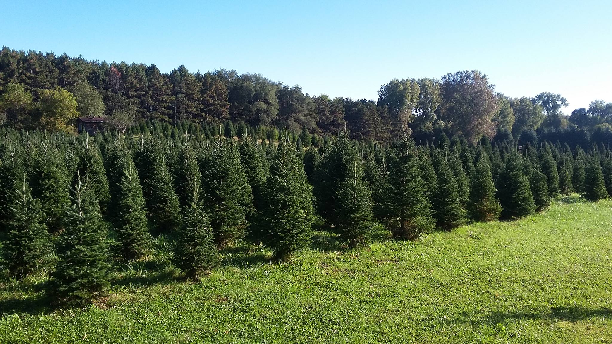 Countryside Christmas Tree Farm | Lake Elmo MN