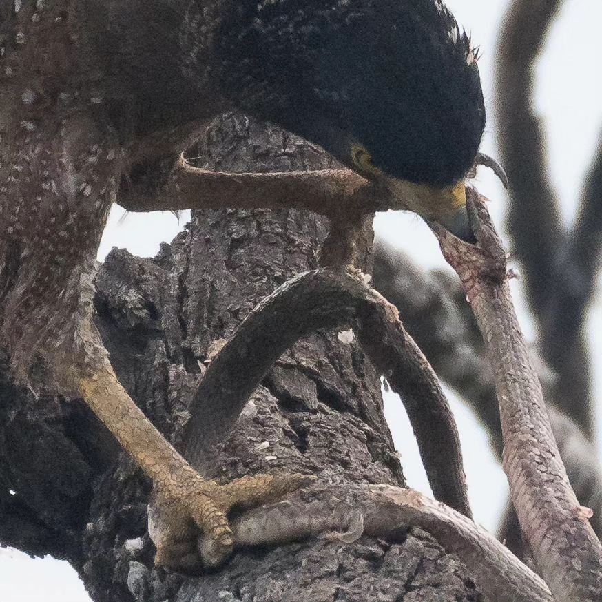 Prajwal Rai - The death kiss!!! . Serpent Eagle with a...