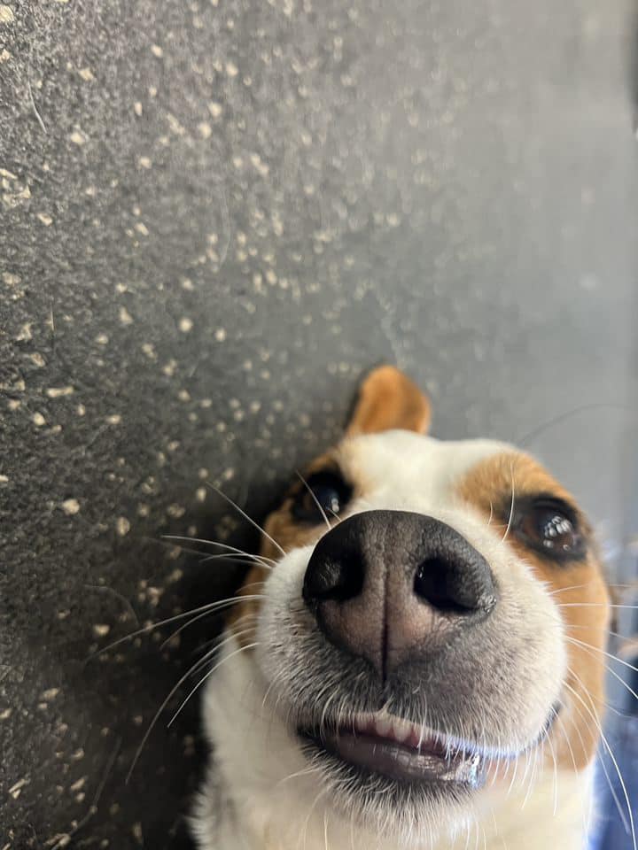 Happy National Awkward Moments Day!... - Dogtopia of Roanoke