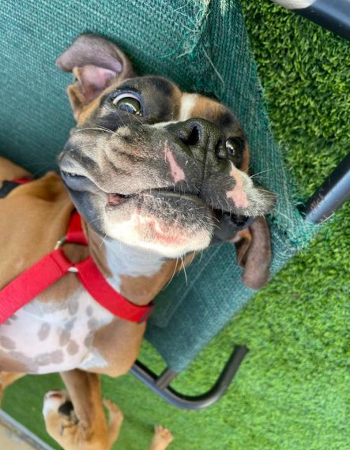 Happy National Awkward Moments Day!... - Dogtopia of Roanoke