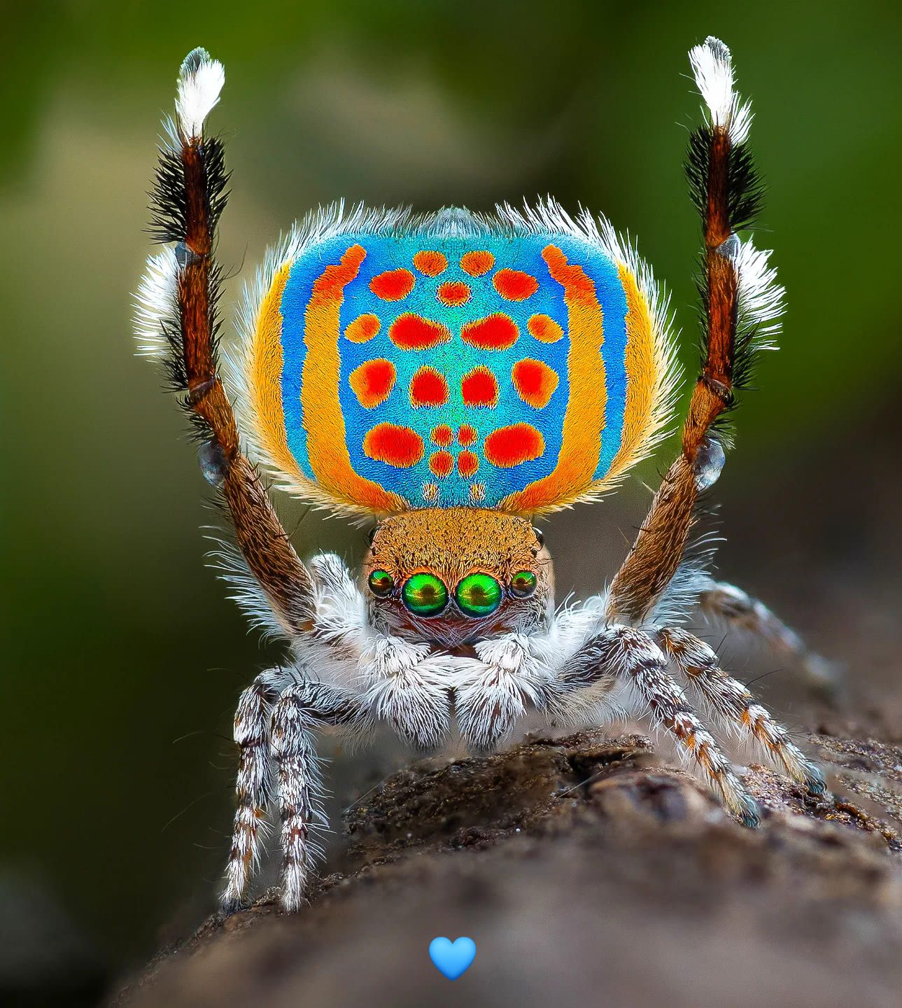 Universo - La belleza más increíble del mundo. Araña pavo real 🌈 La ...