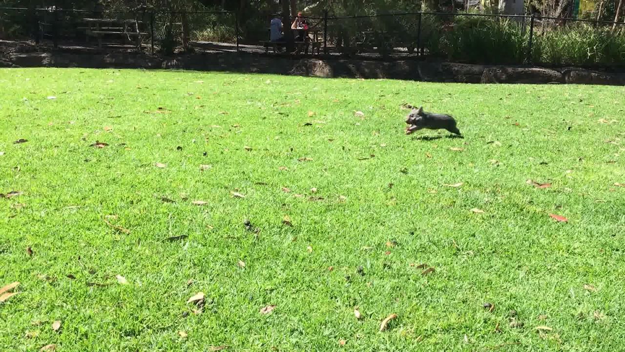 Wilbur - Wilbur is retiring to his country estate after... | Facebook