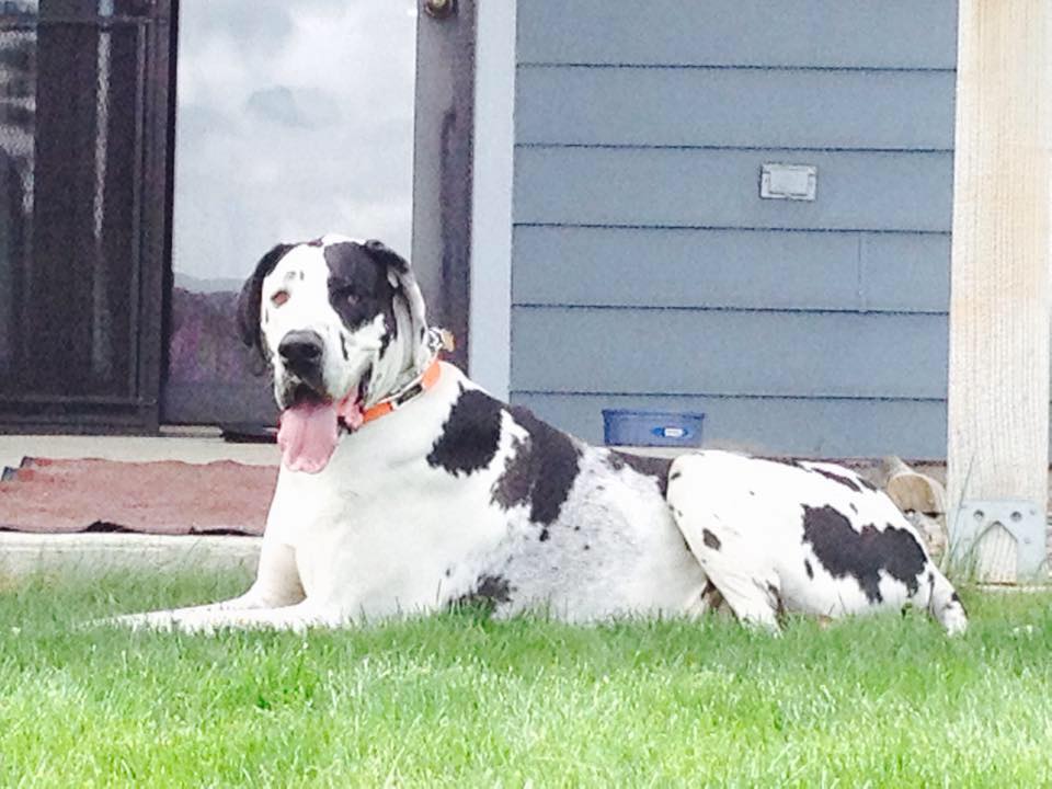 Danes-R-Us Great Dane &... - Danes-R-Us Great Dane & Dog Art