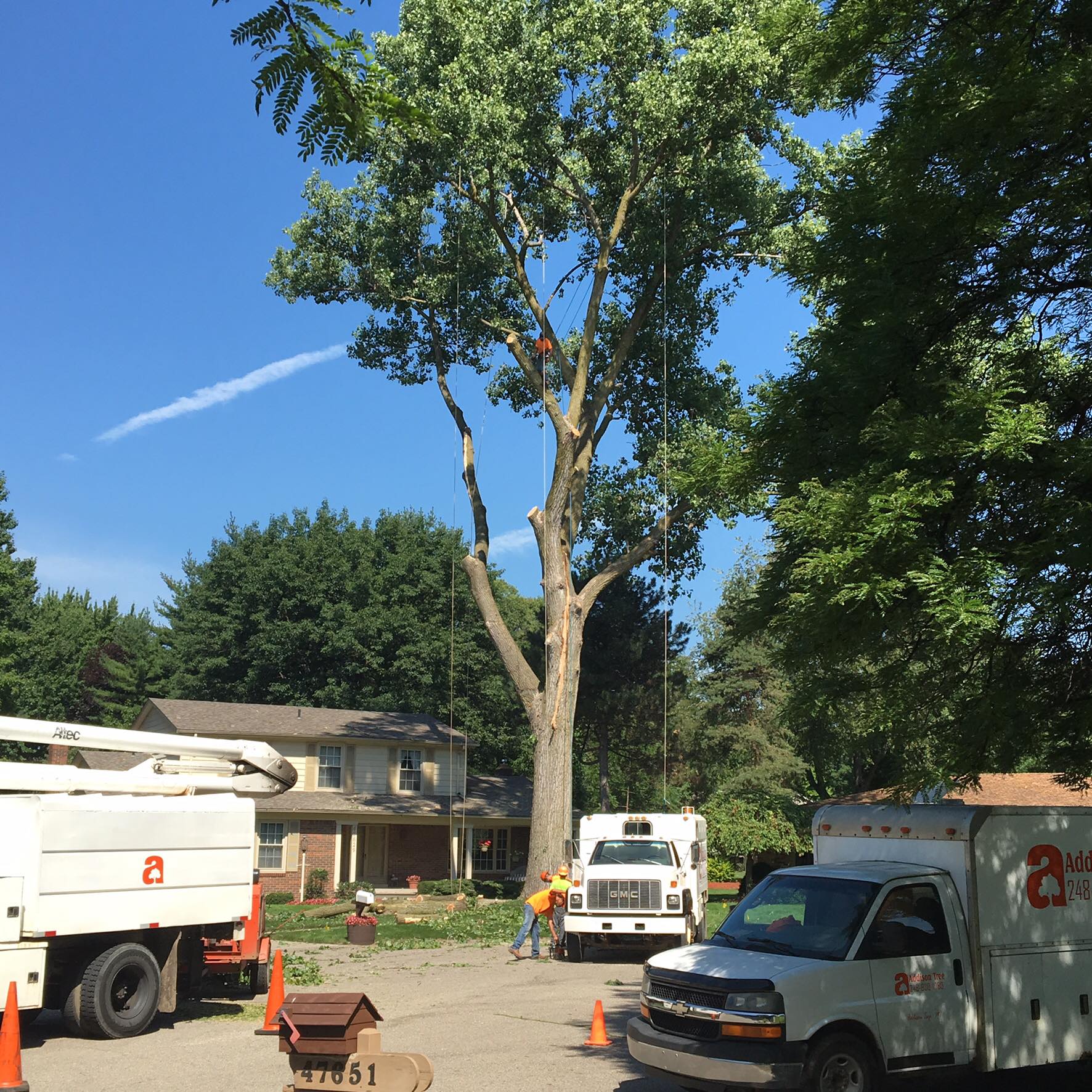 Addison Tree & Outdoor Services | Lakeville MI