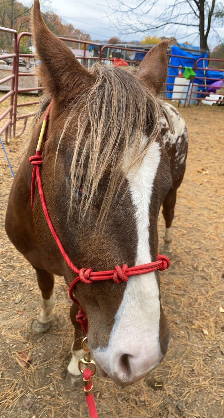 Hackamore Bitless Horse Flower Bit English Western Adjustable With Brown Leather