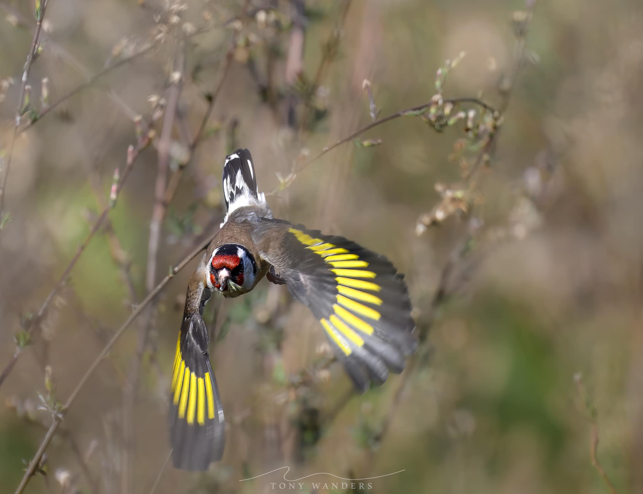 Testing the limits of the 280mm reach for bird photography 